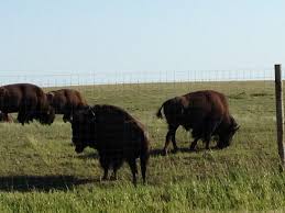 Bison At Standing Rock Tatanka Of The Cheyenne River Sioux Tribe Native American Heritage Native Art Sioux Tribe