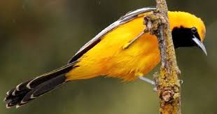 Birds That Look Like Orioles Learn How To Identify Hooded Oriole Its Life History Cool Facts Sounds And Calls And Watch Videos Black And Brilliant Yel Backyard Birds Orioles Woodlands