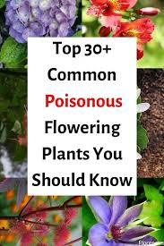 30 Common Poisonous Flowering Plants You Must Know Florgeous Poisonous Plants Flowers Planting Flowers Plants