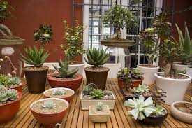 Por esta razón, es esencial preparar y decorar el salón con plantas, para que sea agradable a la vista y cómodo. Ideas Y Consejos Para Decorar Exteriores Con Plantas Y Flores Jardineria On