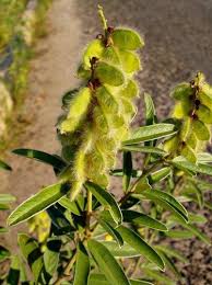 Image result for Eriosema psoraleoides