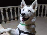 buyuyunce boyle olur in 2020 beautiful dog breeds most beautiful dogs samoyed dogs