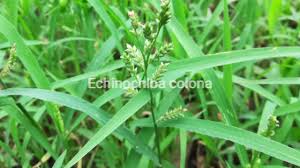 Image result for Echinochloa colona