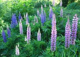 Best flowering perennials for minnesota. Best Perennials For Northern Gardens The Garden Corner Perennial Garden Plans Best Perennials Garden Flowers Perennials