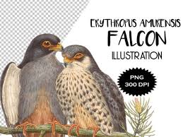 Free falcon icons in wide variety of styles like line, solid, flat, colored outline, hand drawn and many more such styles. 1 Erythropus Amurensis Designs Graphics