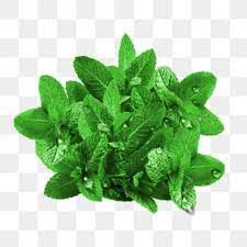 Jun 15, 2021 · sebelum mengajukan permohonan jc di meja hijau, tangguh menyebut pihaknya telah melakukan hal serupa ke kpk pada 1 april 2021. Daun Mint Segar Infused Water Penyegar Nafas Fresh Peppermint Leaves Tanaman Mentol Organik 100 Gram Shopee Indonesia