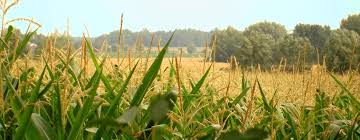 Agricultura ecologica este un sistem dinamic în românia cu un ritm de creștere anuală de aproximativ 23% suprafața cultivată este de primul cod de bune practici pentru energie regenerabilă în românia a fost lansat miercuri de către asociaţia română pentru energie eoliană (romania wind. Agricultura Ecologica Www Srac Ro