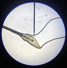 We did not find results for: Hair Follicle 40x Magnification Microscopy