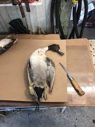 How To Clean A Duck : 4 Steps - Instructables