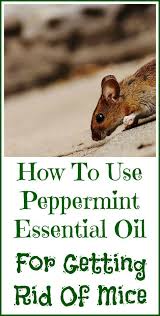 Peppermint Oil For Getting Rid Of Mice Organic Palace Queen Getting Rid Of Mice Peppermint Oil For Mice Mice Repellent