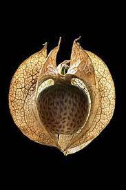Seed Pods Seeds Pods