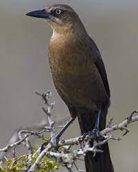 Check spelling or type a new query. Great Tailed Grackle Grackle World Birds Bird Life List