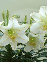 Gif Paradise Easter Lily Easter Lily Care White Lily Flower