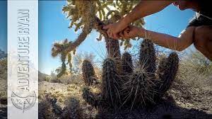 Cholla cactus represent more than 20 species of the opuntia genus (family cactacea) in the north american deserts. Foraging For Medicinal Jumping Cactus Gum A Painful Process Youtube