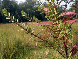 Image result for Ammannia baccifera