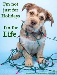 Dogs Aren T Christmas Gifts Dog Quotes Cute Animals Rescue Dogs