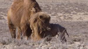 When a mongolian nomadic family's newest camel colt is rejected by its mother, a musician is needed for a ritual to change her mind. The Weeping Camel How Herders Help A Rejected Camel Calf Youtube