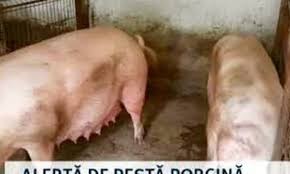 Autorităţile se bâlbâie şi aici, dar luni, 22 octombrie 2018, 19:17 actualizat luni, 22 octombrie 2018, 19:22. N Am ScÄƒpat Harta Pestei Porcine