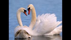 تدعم هذه الحجة نساء مثل نيكي هيسفورد، 34 عاما، وهي سيدة أعمال في شمالي إنجلترا. ØªÙØ³ÙŠØ± Ø±Ø¤ÙŠØ© Ø§Ù„Ø¥ÙˆØ² ÙŠØ­Ù„Ù‚ ÙÙŠ Ø§Ù„Ø³Ù…Ø§Ø¡ ÙÙŠ Ø§Ù„Ù…Ù†Ø§Ù…