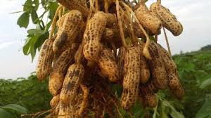 Testimoni kacang tanah gdm organik. 10 Cara Menanam Kacang Tanah Agar Berbuah Banyak Ilmubudidaya Com