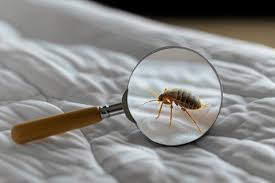 Image result for bedbugs on mattress