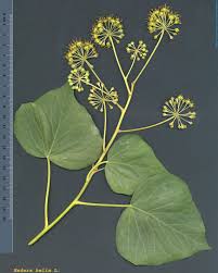 Image result for Hedera