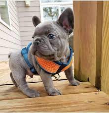 Looking for your new pet can be very difficult and each puppy breed is different. French Bulldog Puppies For You Home Facebook