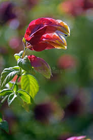 Image result for Justicia sp. A cf. engleriana