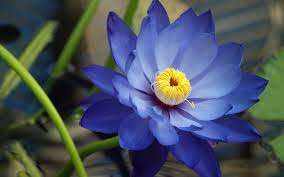 Scarica 4.379.059 fiori immagini e archivi fotografici. Flor De Loto Azul Hd Fotoswiki Net Blue Lotus Flower Lotus Flower Images Lotus Flower Wallpaper