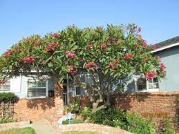 20th anniversary, july 2019 announcements. A 25 Year Old Plumeria In Southern California Torrance Area Gardening