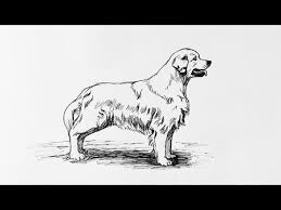 You can see the original tutorial of how to draw a golden retriever puppy at: How To Draw A Golden Retriever Dog Youtube