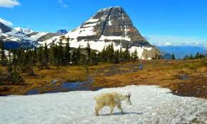 Sports betting officially launched through the montana lottery in march 2020, shortly before all major us sports shut down because of the coronavirus pandemic. Montana Sports Betting Legal Mt Sportsbooks 2021