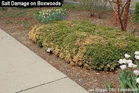 At this stage, it's often blamed on the neighbor's dog. Browned Boxwoods Bygl