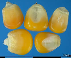 Image result for Zea mays