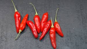 Image result for Capsicum frutescens