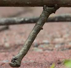 this geometer caterpillar looks just like a twig mimetisme impressionnisme