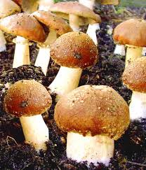 Speisepilz ist der küchensprachliche oberbegriff für fruchtkörper verschiedener pilzarten, die genießbar und wohlschmeckend sind. Baldur Garten Frische Leckere Speisepilze Jetzt Im Eigenen Garten Ernten Das Garten Pilze Braunkappen Set Ist Eine Einzigartige Neue Erfindung Mit Der Ihr Ab Sofort Im Gartenbeet Kiloweise Frische Essbare Pilze Erntet