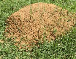 Service area:serving lancaster, york, kershaw, chesterfield, chester, horry, anson. Fire Ant Control Lancaster Camden Rock Hill Fort Mill Sc Lancaster Jefferson Sc Rollins Pest Control
