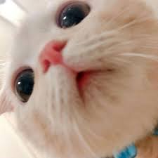 The site owner hides the web page description. å²ä¸Šæœ€å¯çˆ±è¶…èŒçš„å°ç™½çŒ«qqå¤´åƒ çŒ«ç¾Žå›¾