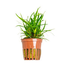 Image result for Eriocaulon buchananii