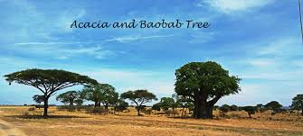 Image result for Heywoodia lucens