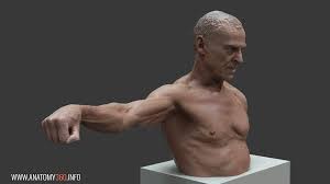 Arm Extension Reference Images Anatomy 360 Activities such as lifting weights or heavy boxes require brute strength from the muscles of the arm. arm extension reference images
