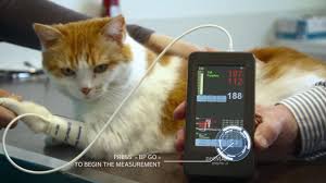 After converting these values to integers, i was able to see the same values to what the blood pressure monitor showed. Petmap Blood Pressure Measurement By Mano Medical Youtube