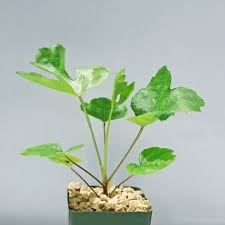 Image result for Cussonia spicata