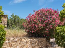 Die 10 schönsten pflanzen für einen mediterranen garten. Ist Der Oleander Winterhart Ein Erfahrungsbericht Oleander Winterhart Mediterraner Garten Mediterrane Pflanzen