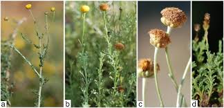 Image result for Pentzia incana