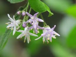 Image result for Ehretia rigida