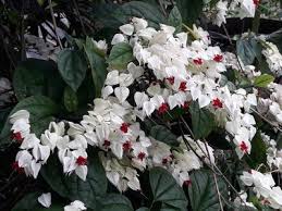 Image result for Clerodendrum capitatum