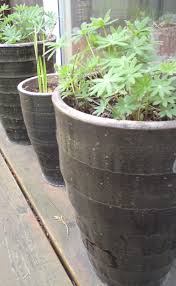 Fruit of mesquite tree is seedpod filled with 10 to 30 seed. Lupins Tinybloomingplaces