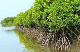 6 Fungsi Hutan Pohon Bakau Pada Tepi Pantai